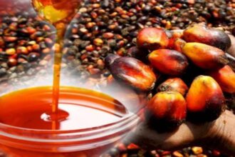 palm oil