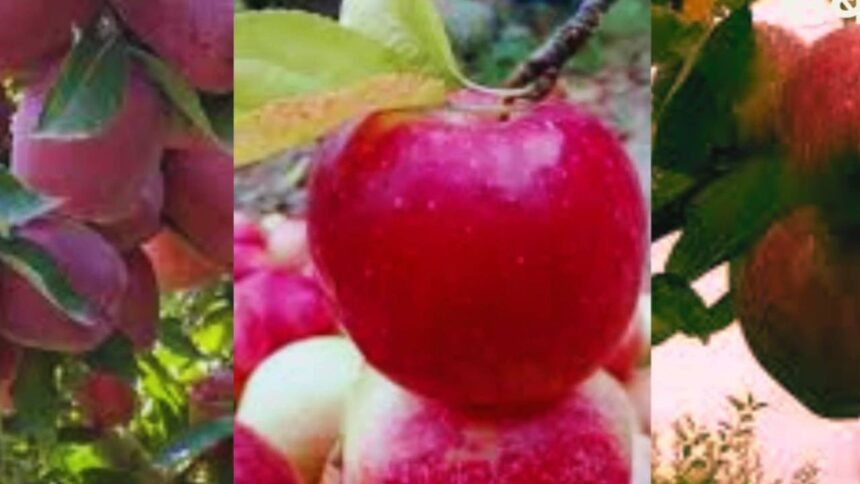 apple