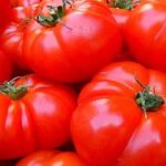 TOMATO