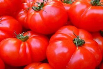TOMATO