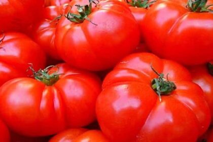 TOMATO