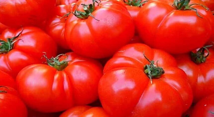 TOMATO