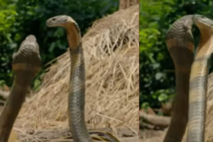 cobra 1