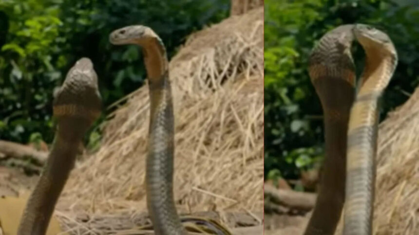 cobra 1