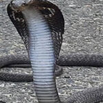 cobra