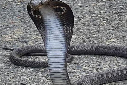 cobra