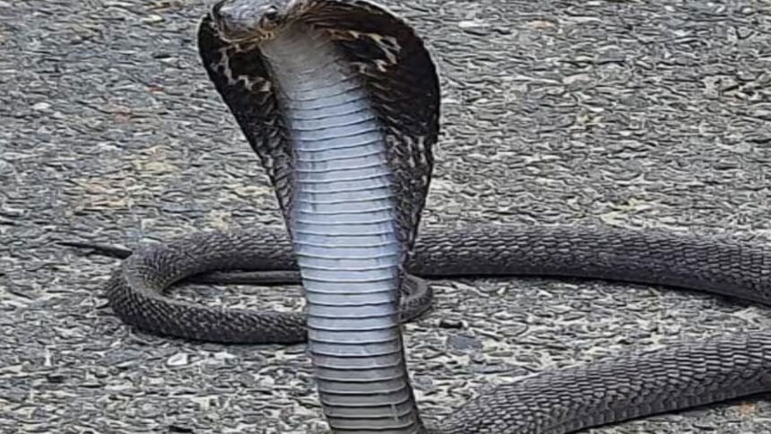 cobra