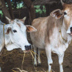 cow 1
