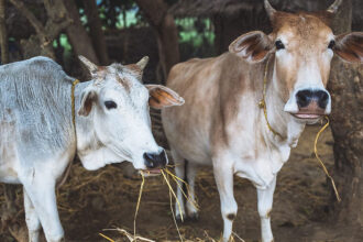 cow 1