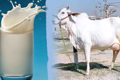 cow