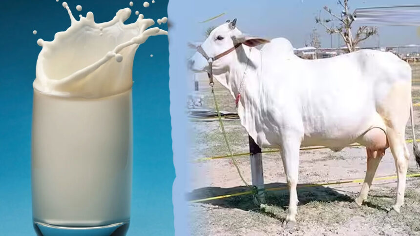 cow