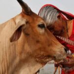 cow