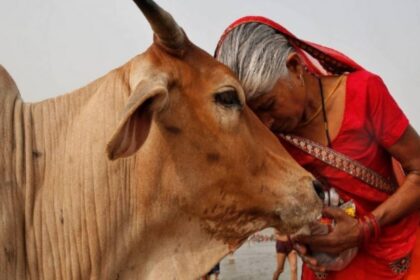 cow