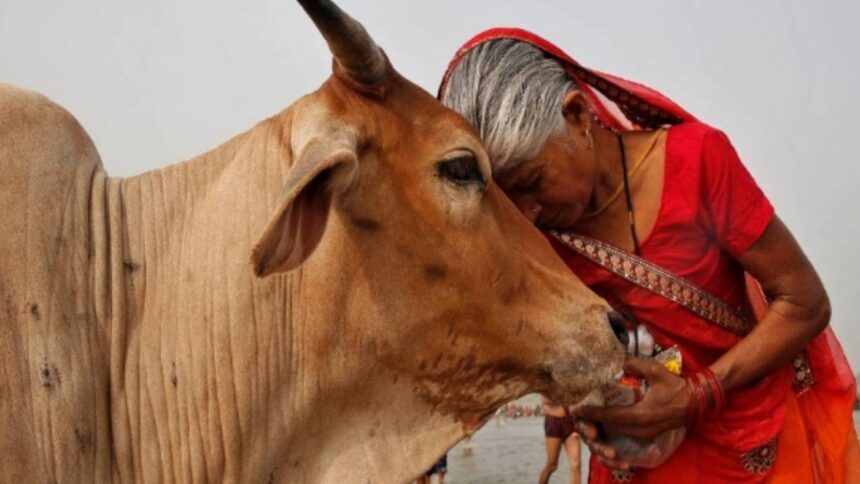 cow