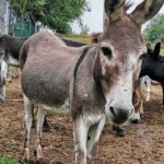 donkey