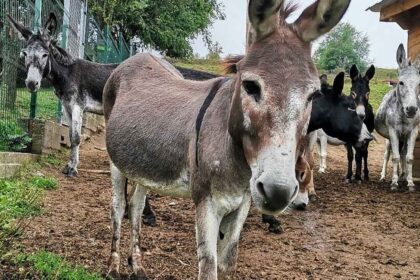 donkey