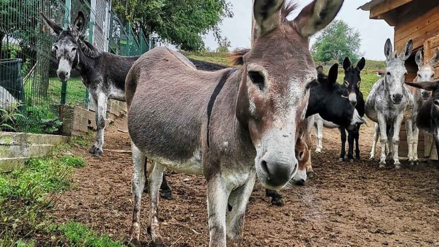 donkey