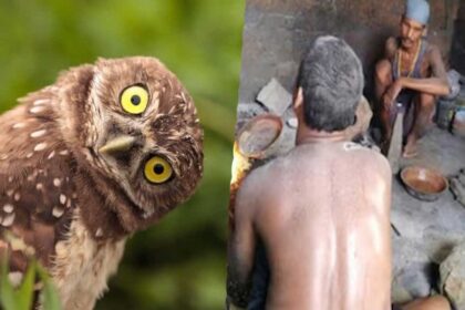 ullu